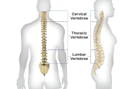 Cervical & Lumbar Spine Surgery in India